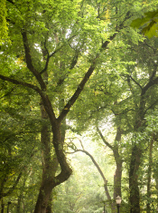stock-photo-73106481-surrounded-by-tall-trees-spring-season