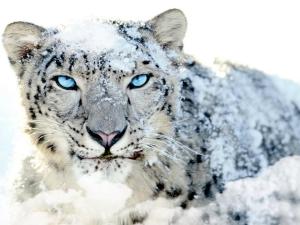 snow-leopard