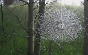 Fly To the&nbsp;Spider