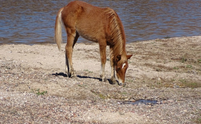 Talk To Me Of&nbsp;Horses