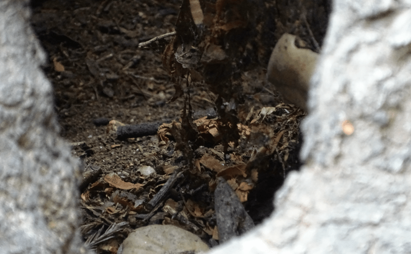 On Snakes in&nbsp;Drawers