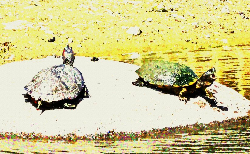 Oasis: Cataracts and&nbsp;Candour