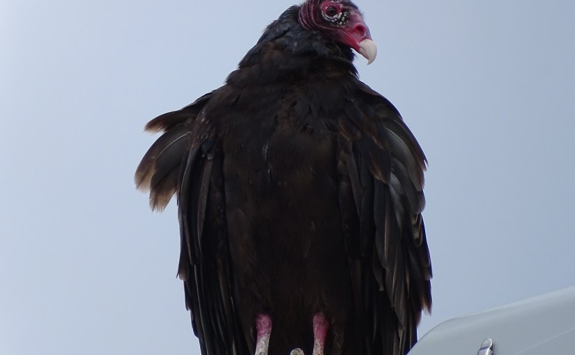 Protesting is Pointless