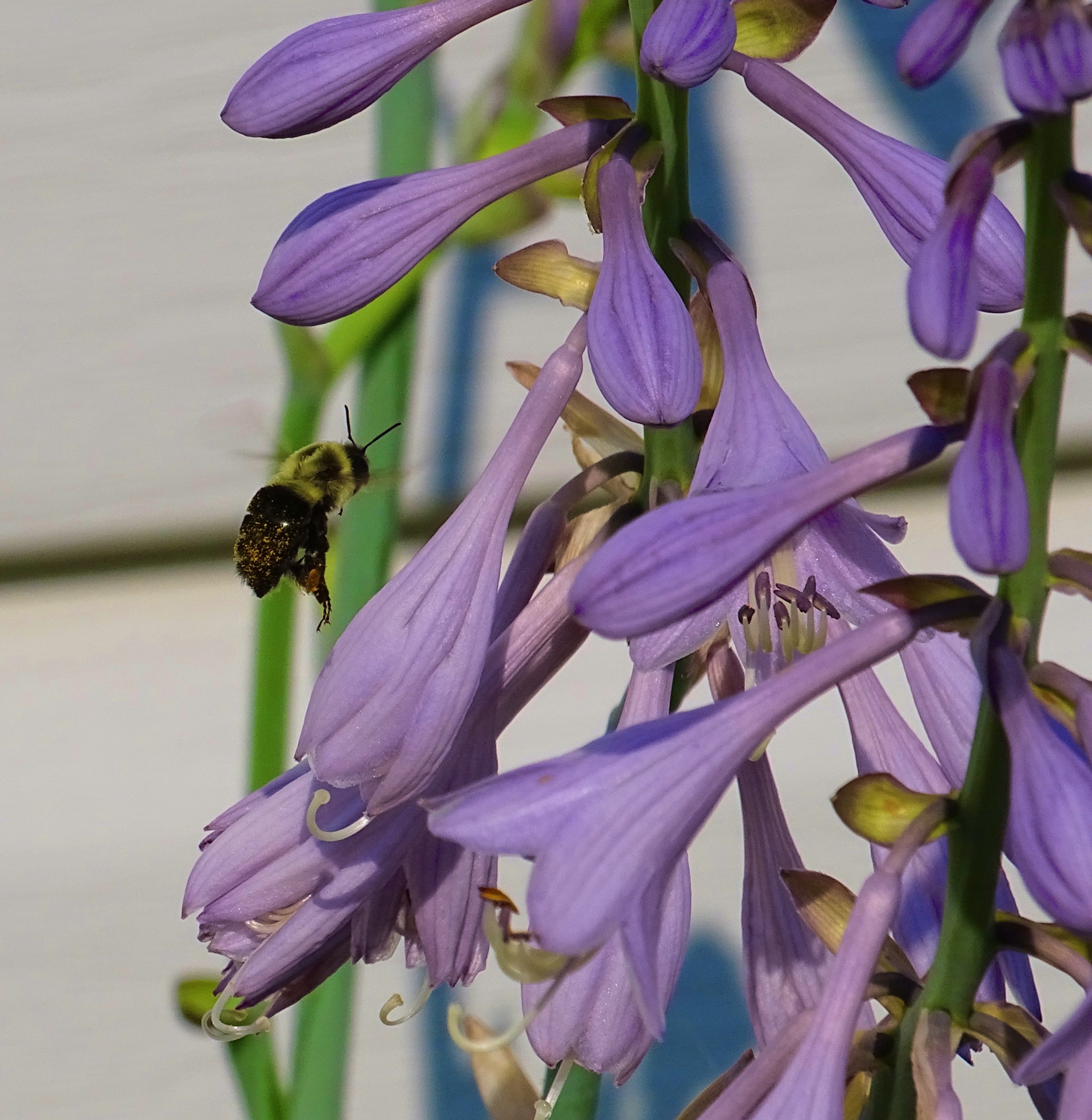 flight of the bumblebee 2