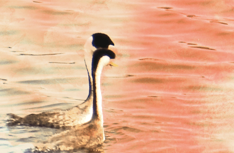 The Un-Lived Marriage