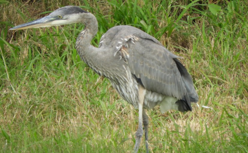 In Search of&nbsp;Peace