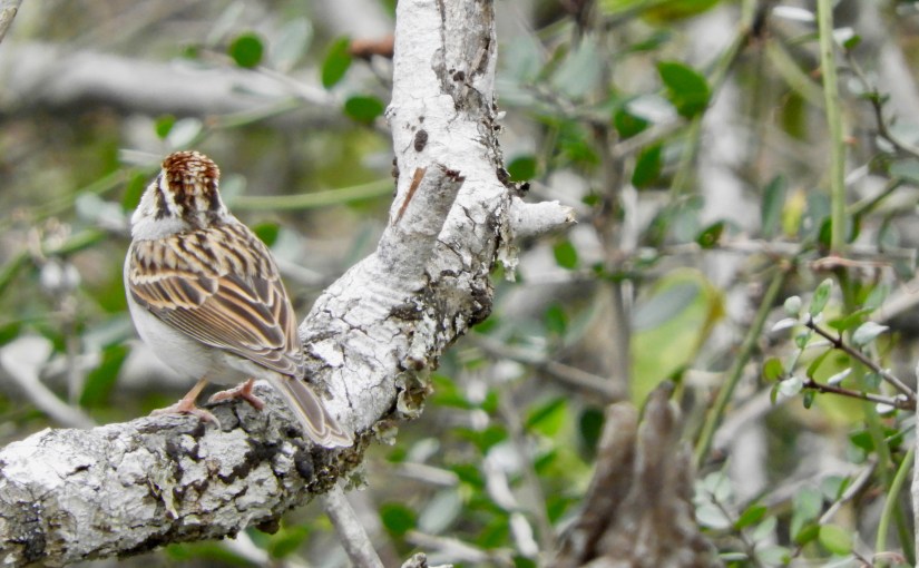 No More Than a&nbsp;Sparrow