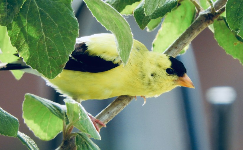 Goldfinch