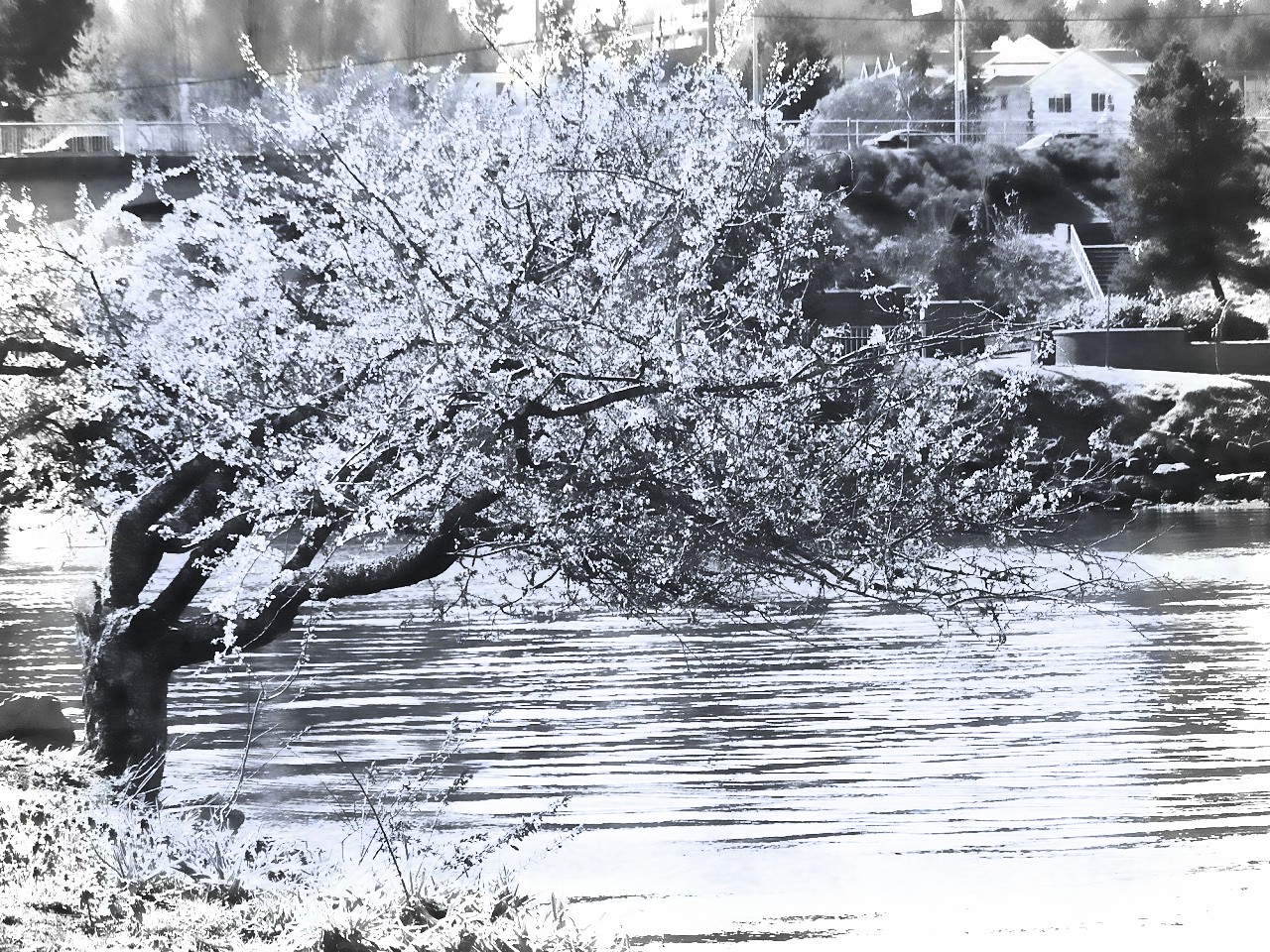 Even Trees Fall – One Woman's Quest