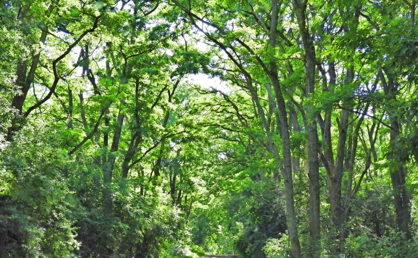 Harmonic Convergence