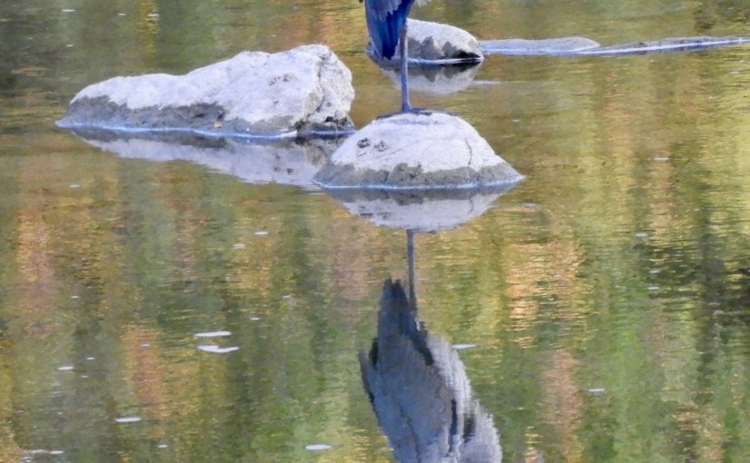Heron Reflection