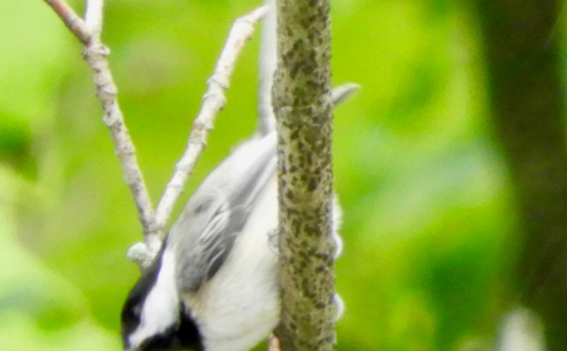 Chickadee