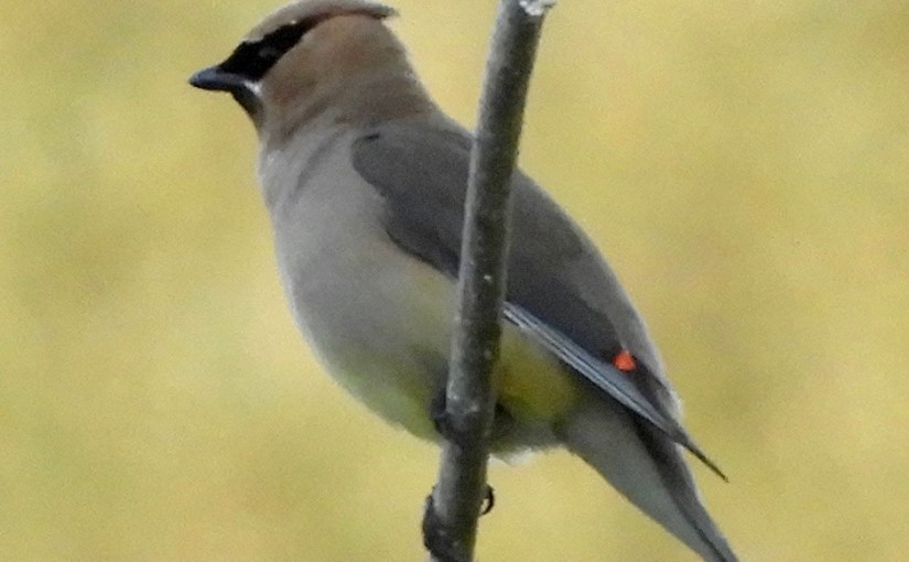 Cedar Waxwing