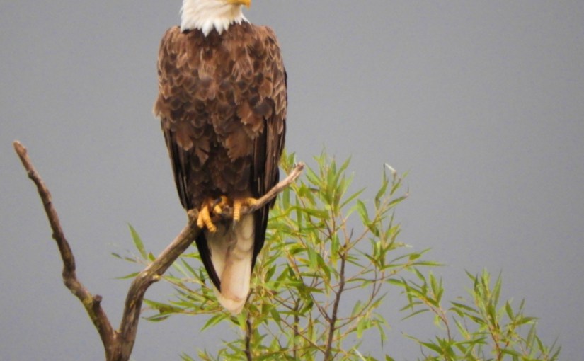 Bald Eagle