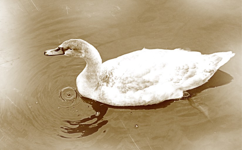 Ugly Duckling Learns