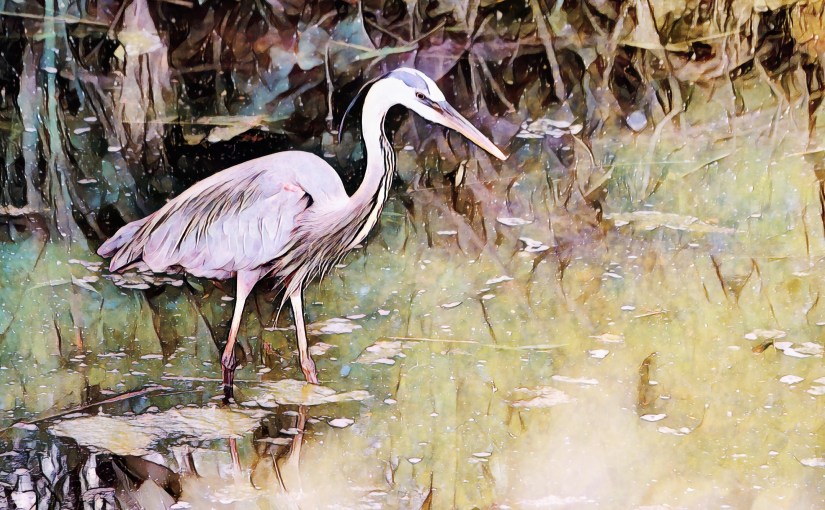 Heron Reflection