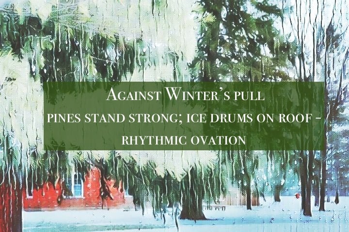 Pines and Rain&nbsp;(haiku)