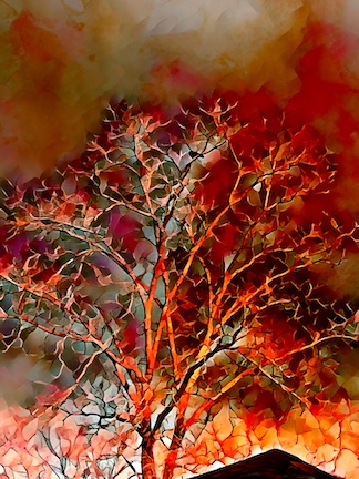 Moth To The&nbsp;Flame