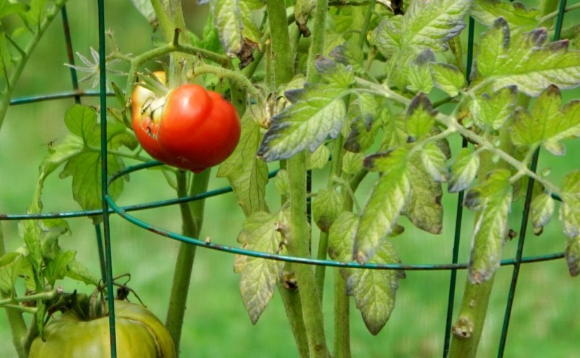 From Garden to&nbsp;Table